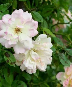 Future Forests Climbers Rosa Phyllis Bide