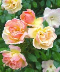 Future Forests Climbers Rosa Phyllis Bide