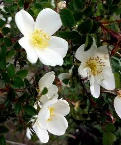 Future Forests Groundcover Rosa Pimpinellifolia - Wild Rose