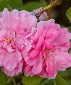 Future Forests Rosa Quatre Saisons - Old Shrub Rose Roses