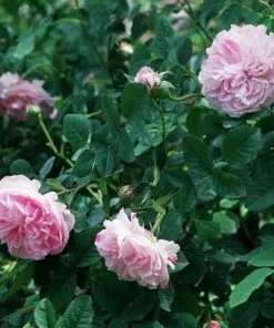 Future Forests Rosa Quatre Saisons - Old Shrub Rose Roses