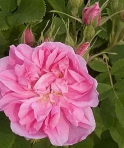 Future Forests Rosa Quatre Saisons - Old Shrub Rose Roses