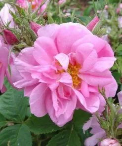 Future Forests Rosa Quatre Saisons - Old Shrub Rose Roses