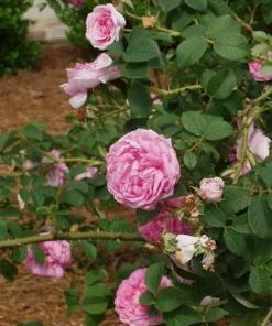 Future Forests Rosa Queen Of Denmark 11 Future Forests Rosa Queen Of Denmark