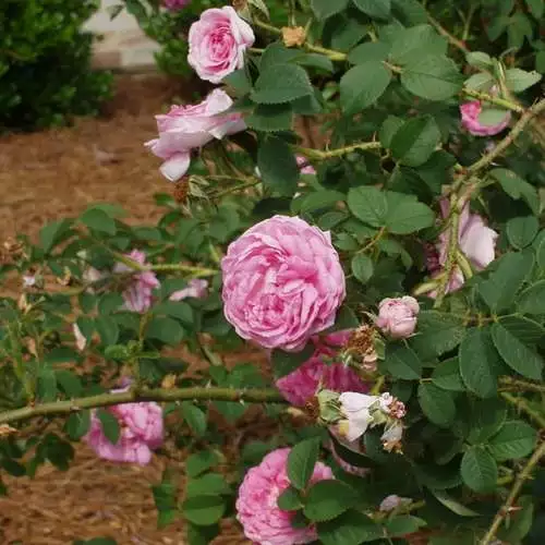 Future Forests Rosa Queen Of Denmark 6 Future Forests Rosa Queen Of Denmark