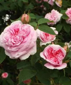 Future Forests Rosa Queen Of Denmark 9 Future Forests Rosa Queen Of Denmark