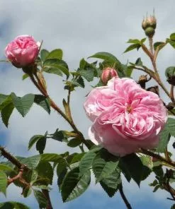 Future Forests Rosa Queen Of Denmark 12 Future Forests Rosa Queen Of Denmark