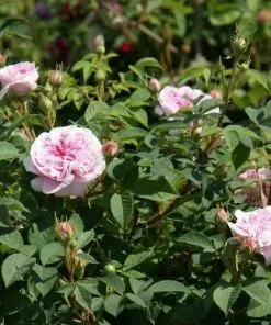 Future Forests Rosa Queen Of Denmark 13 Future Forests Rosa Queen Of Denmark