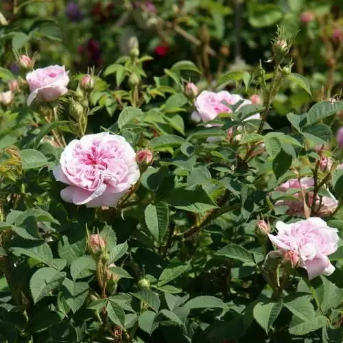 Future Forests Rosa Queen Of Denmark 8 Future Forests Rosa Queen Of Denmark