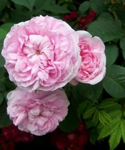 Future Forests Rosa Queen Of Denmark