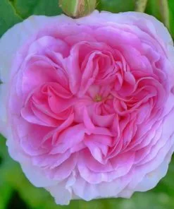 Future Forests Rosa Queen Of Denmark 10 Future Forests Rosa Queen Of Denmark