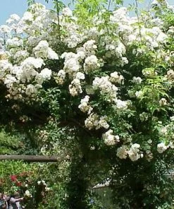 Future Forests Rosa Rambling Rector - Rambling Rose