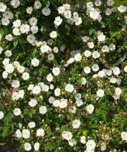 Future Forests Rosa Rambling Rector - Rambling Rose