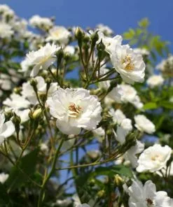 Future Forests Rosa Rambling Rector - Rambling Rose