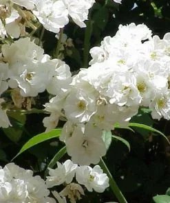 Future Forests Rosa Rambling Rector - Rambling Rose