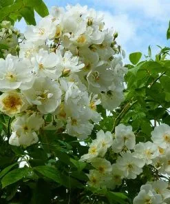 Future Forests Rosa Rambling Rector - Rambling Rose