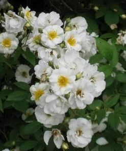 Future Forests Rosa Rambling Rector - Rambling Rose