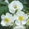 Future Forests Rosa Rambling Rector - Rambling Rose