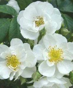 Future Forests Rosa Rambling Rector - Rambling Rose