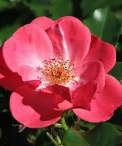 Future Forests Groundcover Rosa Red Blanket