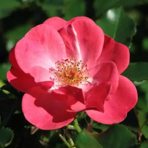 Future Forests Groundcover Rosa Red Blanket 3 Future Forests Groundcover Rosa Red Blanket