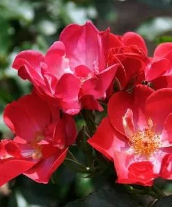 Future Forests Groundcover Rosa Red Blanket