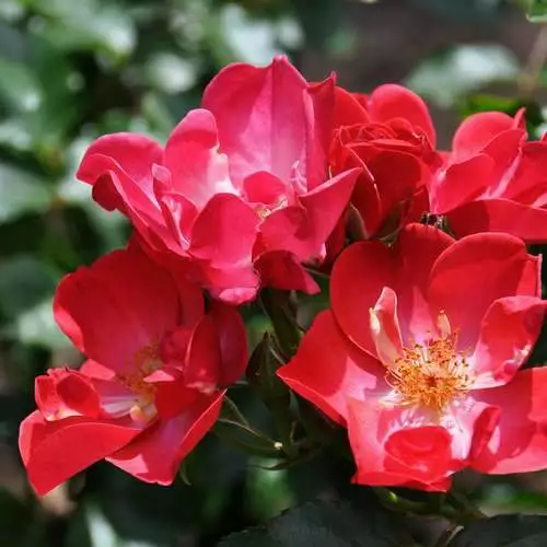 Future Forests Groundcover Rosa Red Blanket 4 Future Forests Groundcover Rosa Red Blanket