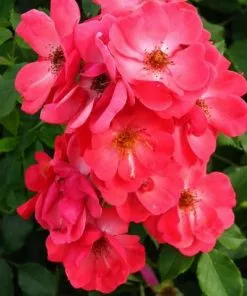 Future Forests Groundcover Rosa Red Blanket 7 Future Forests Groundcover Rosa Red Blanket