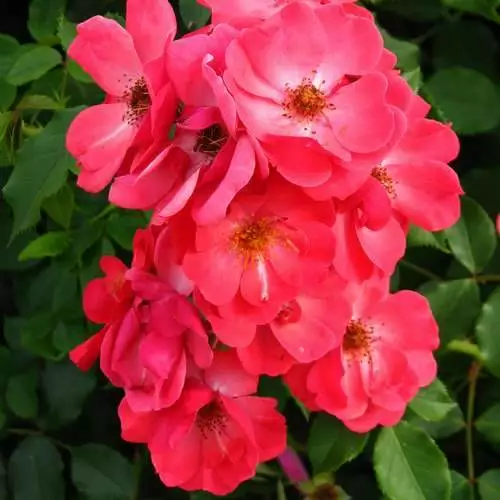 Future Forests Groundcover Rosa Red Blanket 5 Future Forests Groundcover Rosa Red Blanket