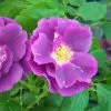 Future Forests Rosa Rhapsody In Blue 1 Future Forests Rosa Rhapsody In Blue