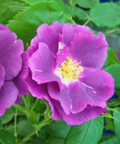 Future Forests Rosa Rhapsody In Blue