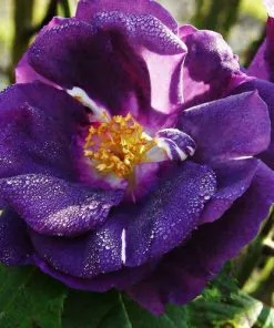 Future Forests Rosa Rhapsody In Blue