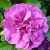 Future Forests Flowering Hedging Rosa Roseraie De L'Hay - Rugosa Rose
