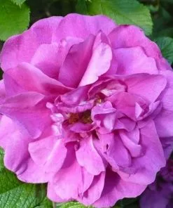 Future Forests Flowering Hedging Rosa Roseraie De L'Hay - Rugosa Rose