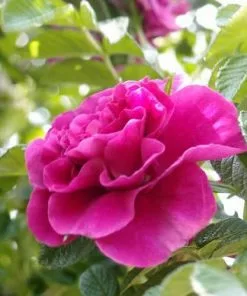 Future Forests Flowering Hedging Rosa Roseraie De L'Hay - Rugosa Rose