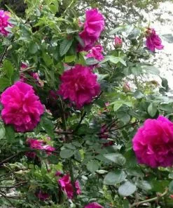 Future Forests Flowering Hedging Rosa Roseraie De L'Hay - Rugosa Rose