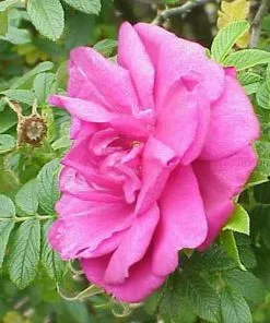Future Forests Flowering Hedging Rosa Roseraie De L'Hay - Rugosa Rose