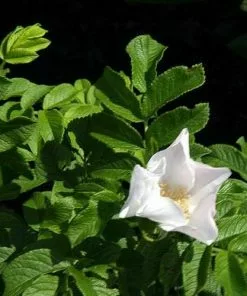 Future Forests Hedging Rosa Rugosa Alba - Rugosa Rose