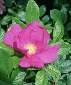 Future Forests Rosa Rugosa Scabrosa Coastal Shrubs