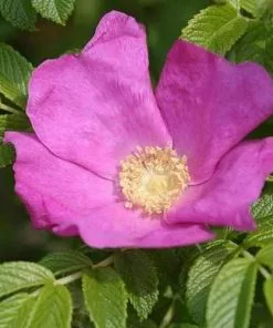 Future Forests Rosa Rugosa Scabrosa Coastal Shrubs