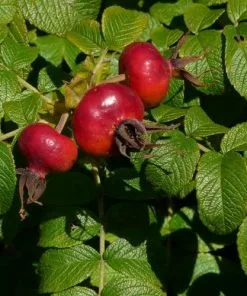Future Forests Rosa Rugosa Scabrosa Coastal Shrubs