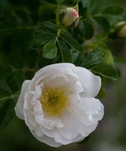 Future Forests Coastal Shrubs Rosa Schneezwerg - Rugosa Rose 9 Future Forests Coastal Shrubs Rosa Schneezwerg - Rugosa Rose