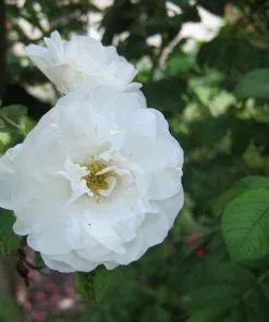 Future Forests Coastal Shrubs Rosa Schneezwerg - Rugosa Rose