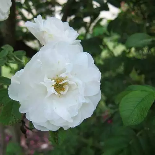 Future Forests Coastal Shrubs Rosa Schneezwerg - Rugosa Rose 4 Future Forests Coastal Shrubs Rosa Schneezwerg - Rugosa Rose