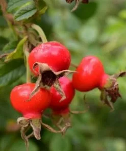 Future Forests Coastal Shrubs Rosa Schneezwerg - Rugosa Rose 8 Future Forests Coastal Shrubs Rosa Schneezwerg - Rugosa Rose