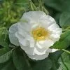 Future Forests Coastal Shrubs Rosa Schneezwerg - Rugosa Rose