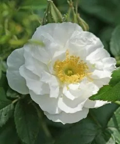 Future Forests Coastal Shrubs Rosa Schneezwerg - Rugosa Rose