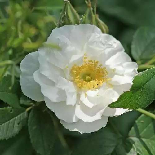 Future Forests Coastal Shrubs Rosa Schneezwerg - Rugosa Rose 3 Future Forests Coastal Shrubs Rosa Schneezwerg - Rugosa Rose