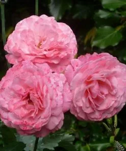 Future Forests Rosa Sexy Rexy