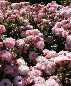 Future Forests Rosa Sexy Rexy